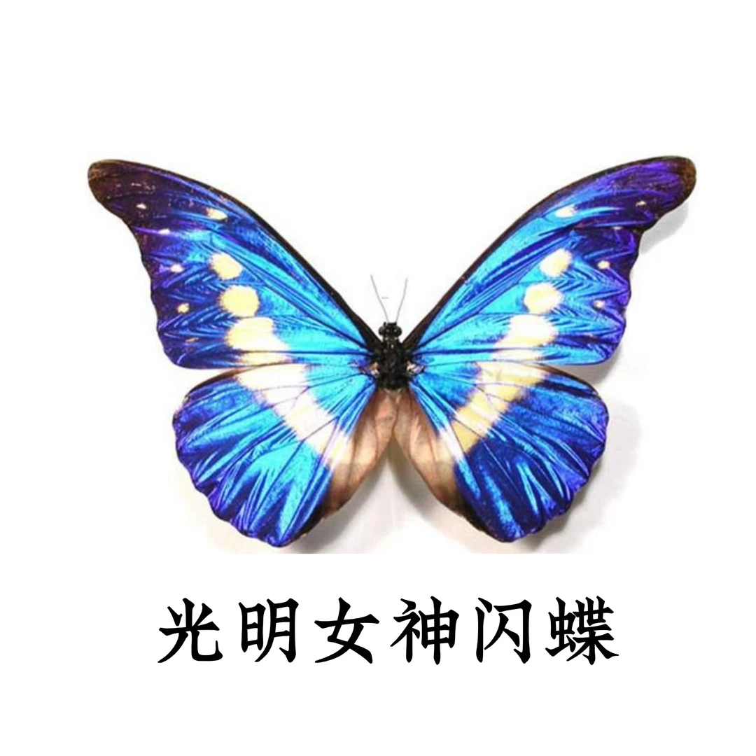 光明女神闪蝶A1真实标本DIY手作二次元剧本杀礼物创意礼品居家