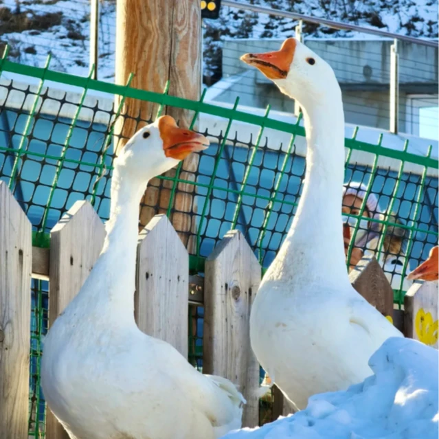 农家散养笨大鹅新鲜现杀手工拔毛带心肝包邮