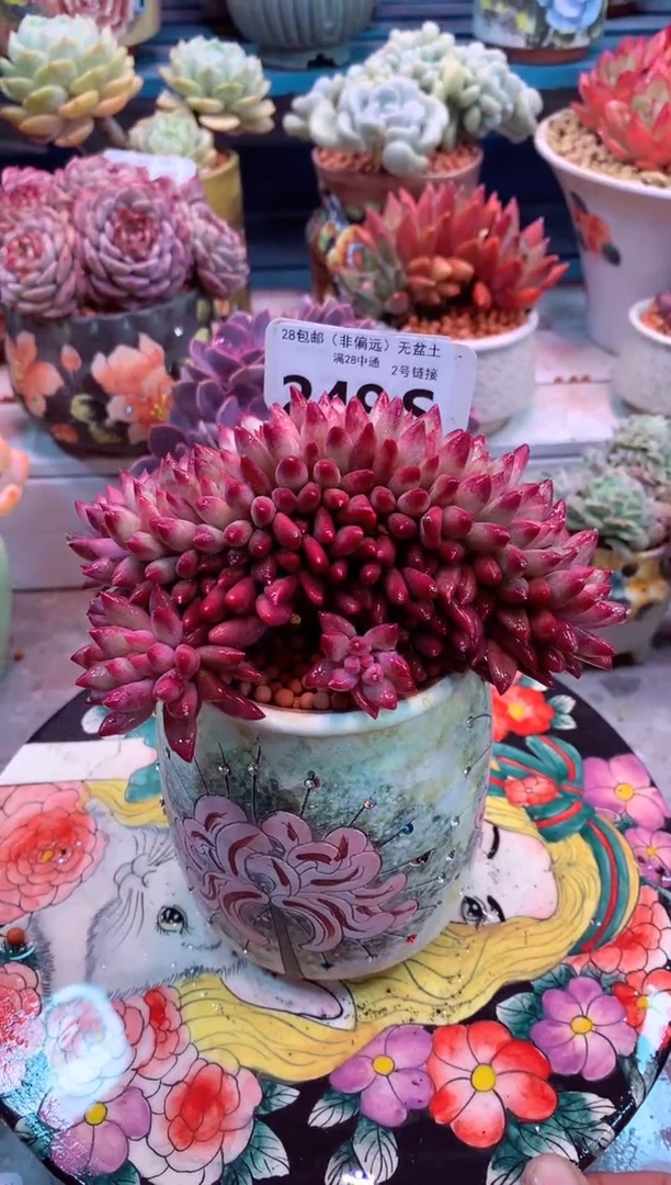 羽毛体虞249S（一物一拍，精品多肉，所见即所得 ）