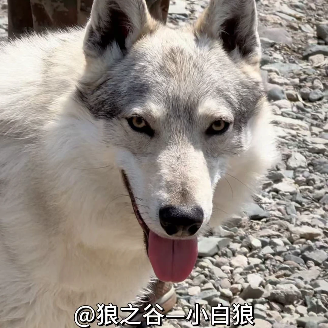 T（狼之谷家）狗狗活体