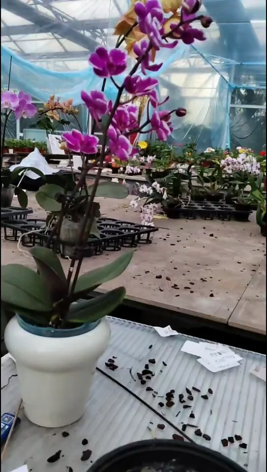 完全开放微微 开品闪购