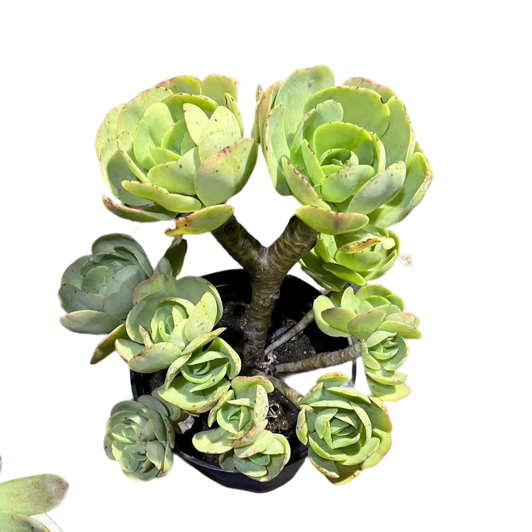 精品多肉 碧桃 【好看好养】