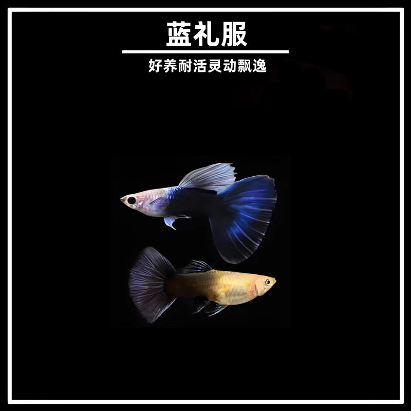【德系蓝礼服】4条+2条备损孔精品纯种雀鱼新手好养易繁殖热带鱼