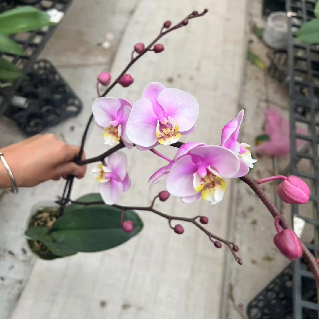 3.5寸小梅花树形 蝴蝶兰一颗【全场任意两颗起发货】