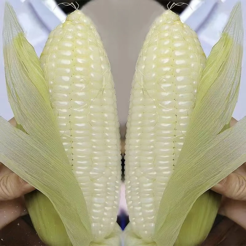广西新鲜白糯玉米农家自种当季自然生长甜糯玉米苞谷代餐早餐玉米