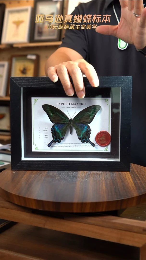 绿带翠凤蝶夏型8寸黑框国风版