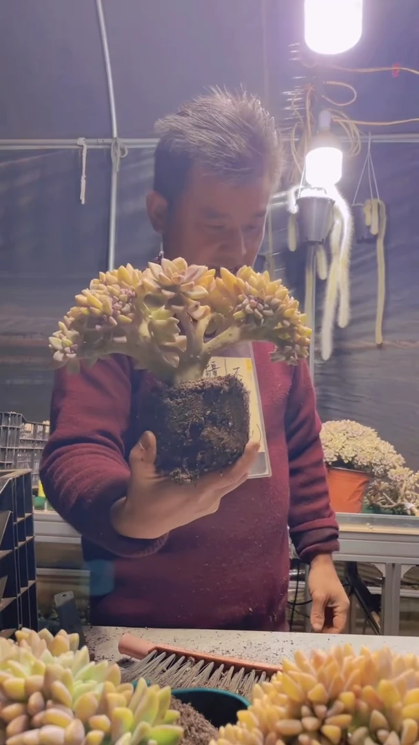 ✨****✨115淡雪缀化一物一拍