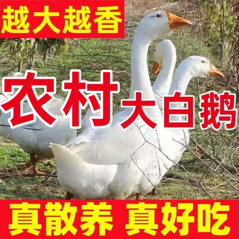 大白鹅买一送一农家散养毛重16斤宰杀净重9-10斤带头带掌翅带心肝