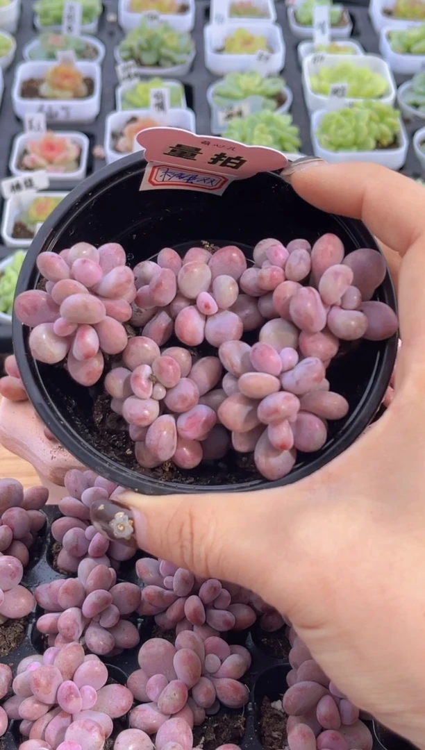 桃蛋双头 5颗量拍混发 满9.9包邮