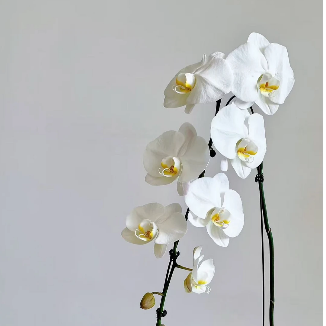 【大白V3】新格林蝴蝶兰粉色 室内家居办公室懒人盆栽 京东