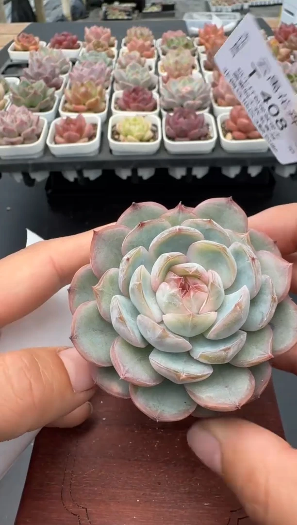408带盆土发 当场拍3颗以上包柚 多肉植物 一物一拍
