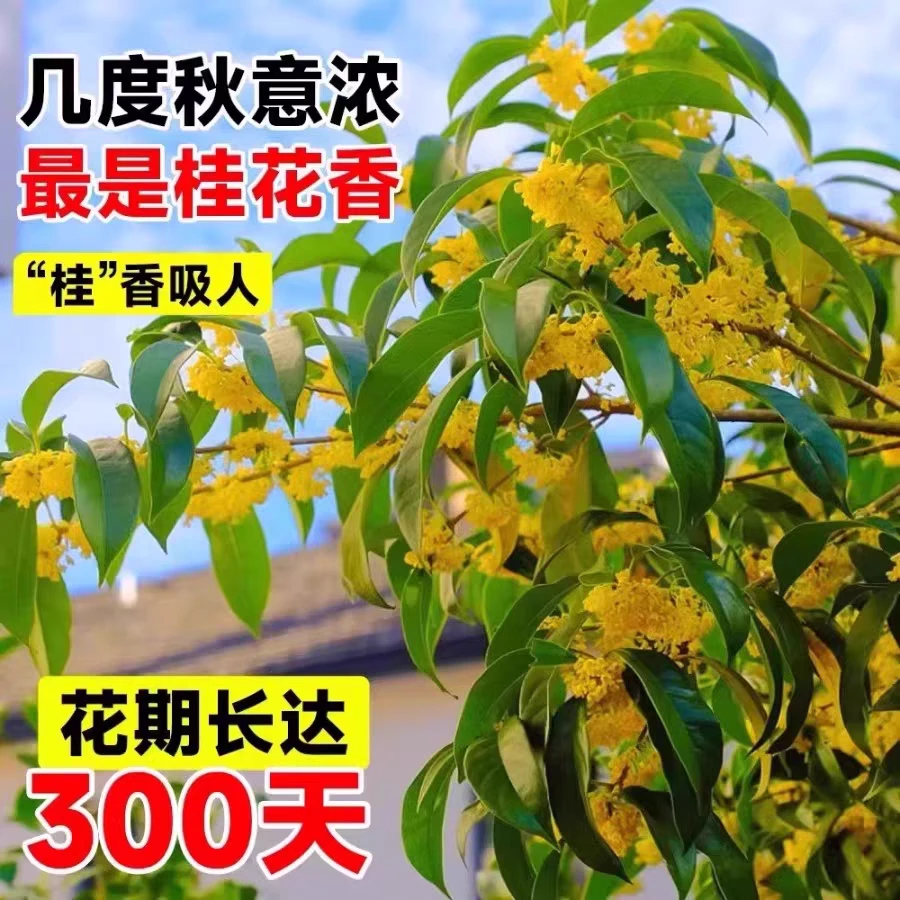桂花树苗四季桂花盆栽可食用开花不断室外阳台庭院花卉植物浓香型
