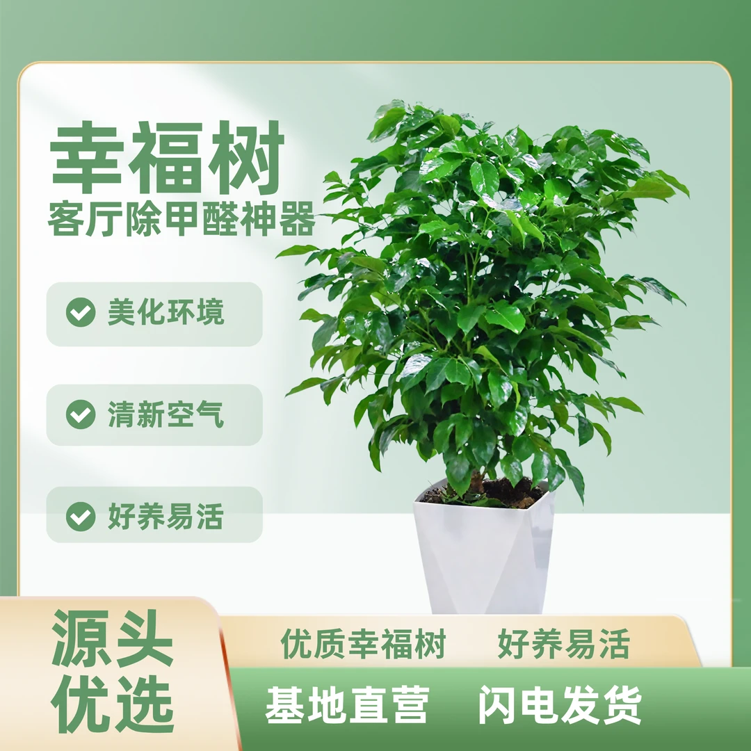 [基地直销]不砍根控根丛生幸福树 带盆高80-90cm配白色菱形盆