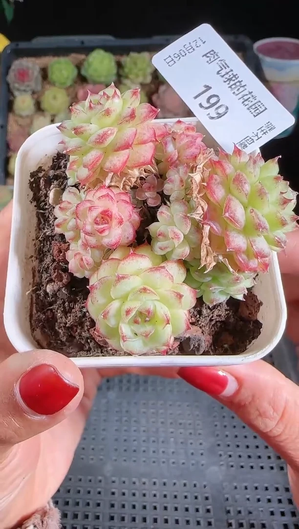 1206-199多肉群生不包整