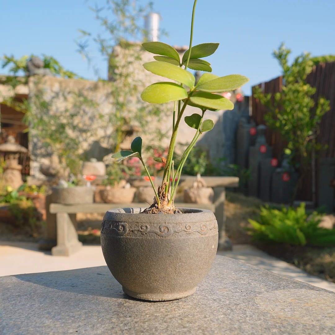院景翁圆形祥云小花缸小圆缸 户外庭院摆件