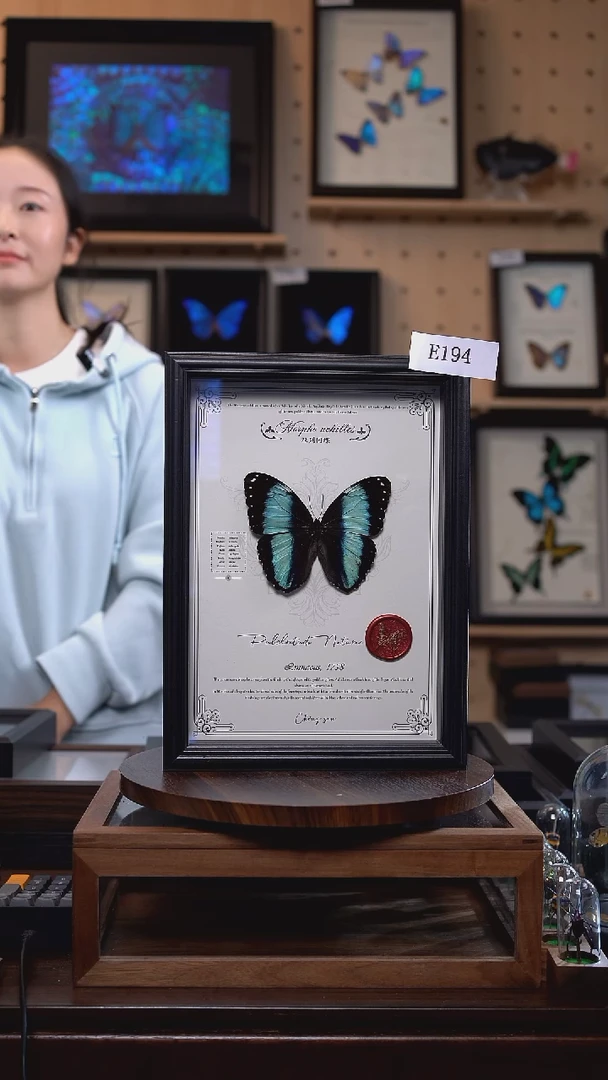 蝴蝶标本摆件竞拍双列闪蝶E194