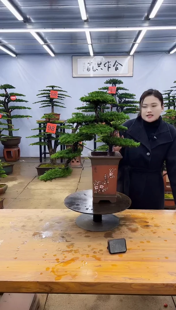 【闪购商品】高端盆景一物一拍，所见即所得