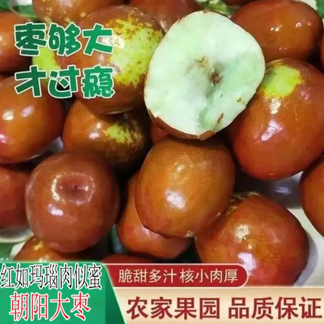 朝阳圆玲大枣净重3-5斤脆甜多汁核小肉厚包邮