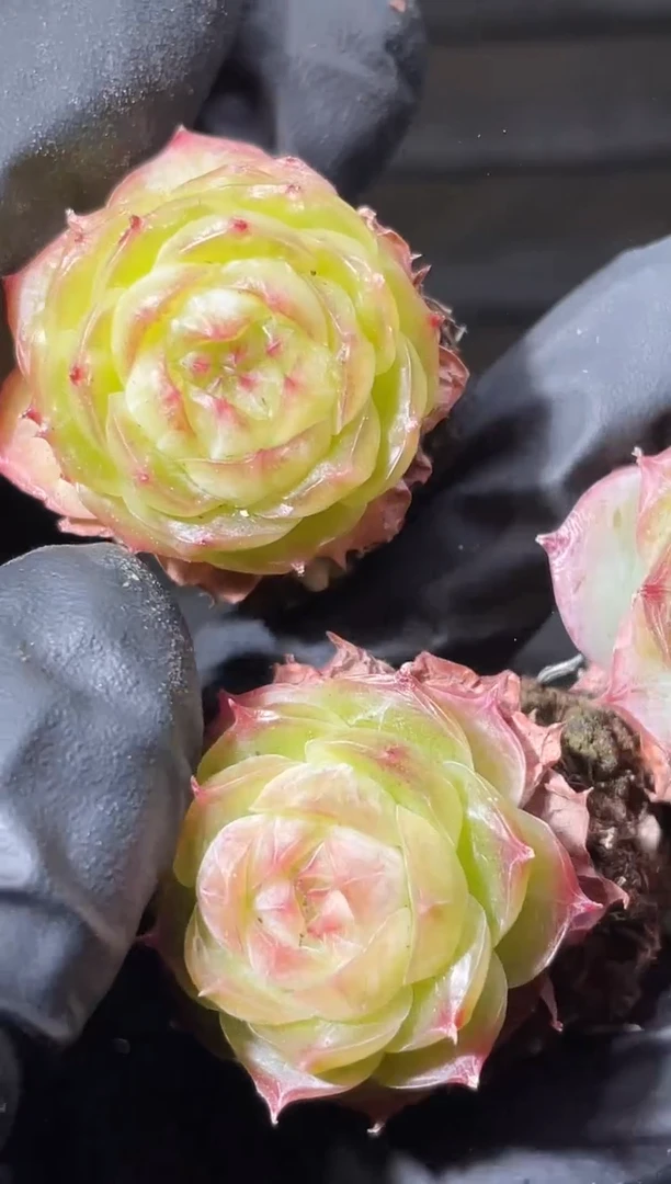 31-28 蔷薇2-3厘米量拍发一颗