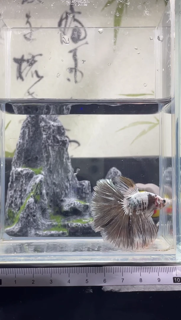 斗鱼泰国精品斗鱼A18
