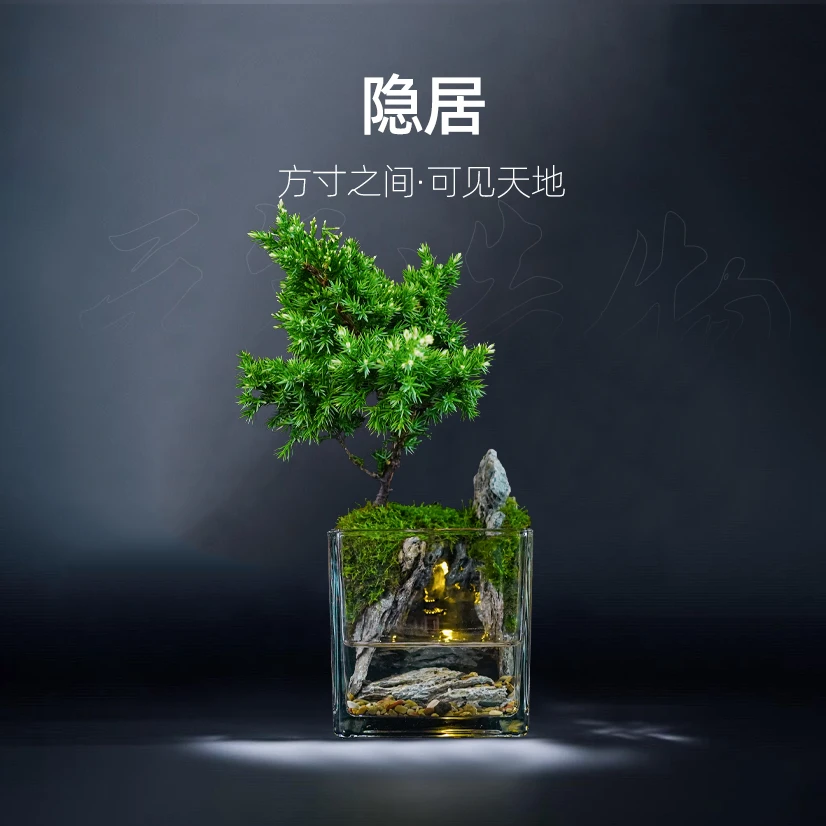 【雾隐】隐居—精选针柏真石成品真植物【尺寸：12*12】