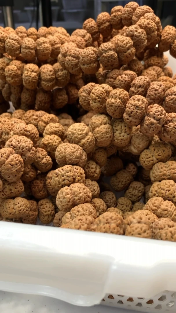 金刚菩提手串3077777777