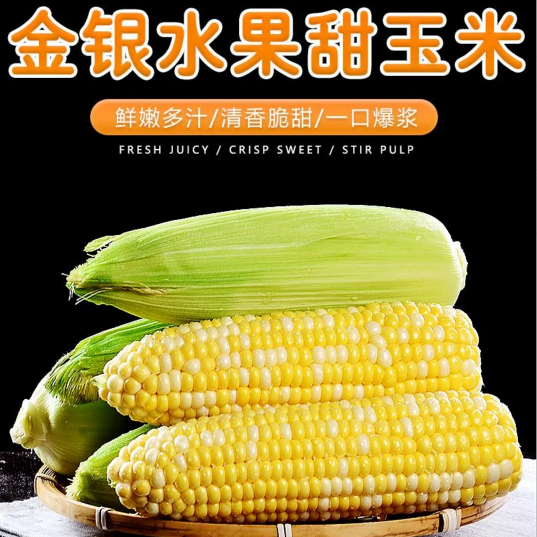 云南新鲜金银水果玉米甜脆多汁可生吃现摘现发带壳发货四年老店