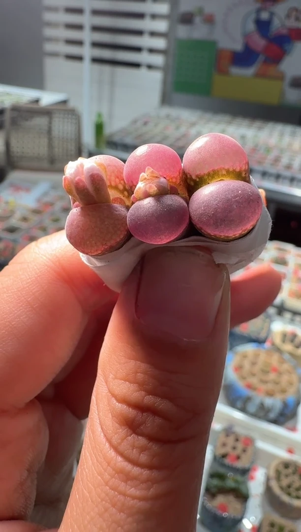 207多肉植物肉锥紫衣纱一颗