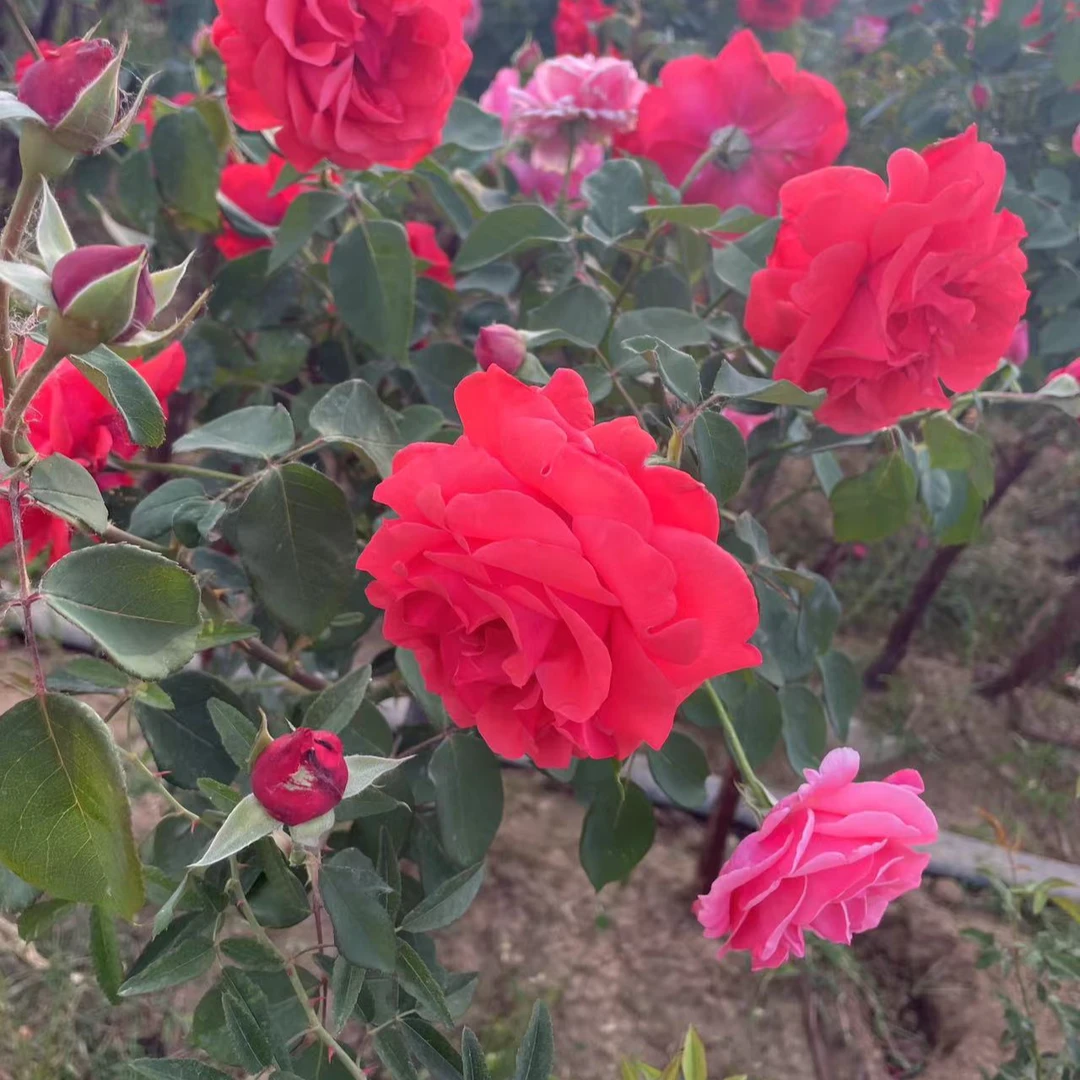 多年生树桩国月月季