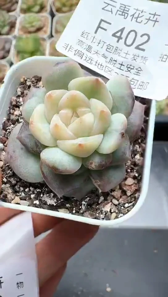 402F云禹多肉植物 默认脱土纸巾打包 3颗包邮