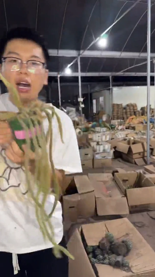 【带根】多头 鼠尾