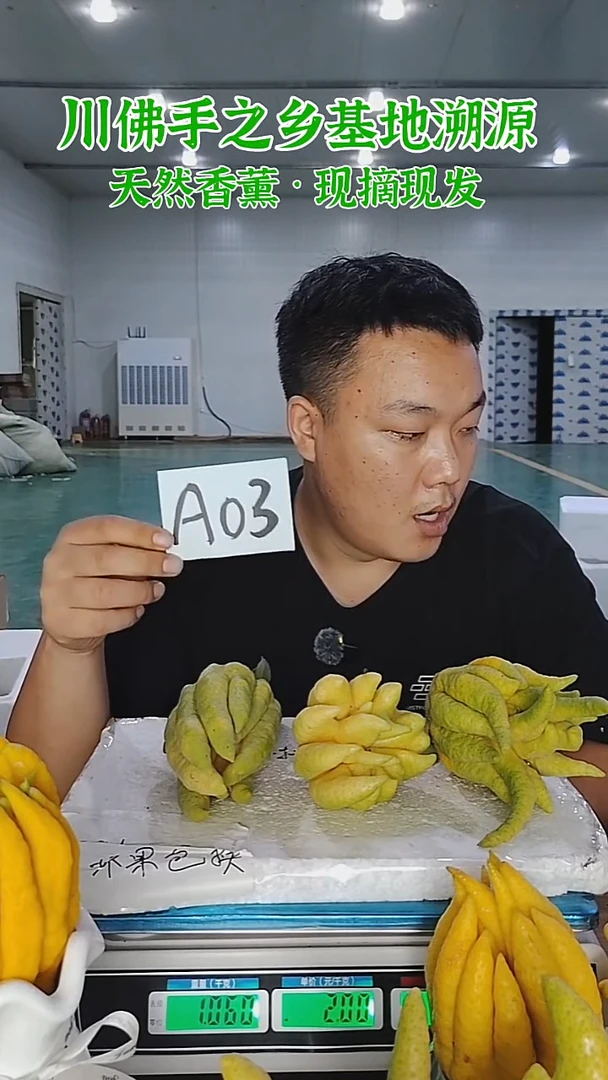 柑橘【一物一拍】川佛手柑鲜果带枝高山佛手柑A