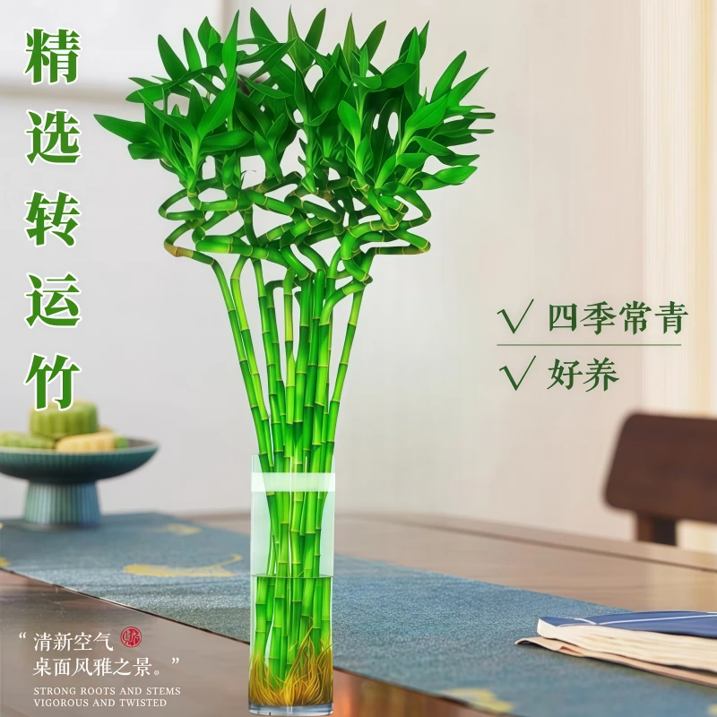 水培带根转运竹室内绿植