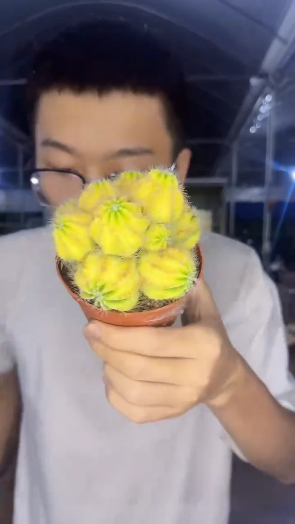 多头 银光锦【带根】