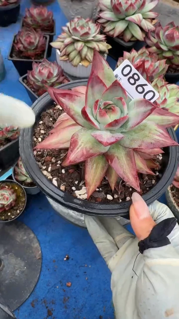 0860惊鸿仙子（裸根发货）