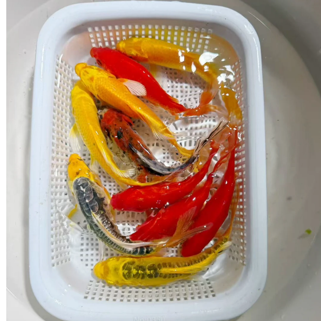 九五至尊【3红3黄2德龙1黑】8-10公分冷水鱼活体观赏鱼锦鲤鱼