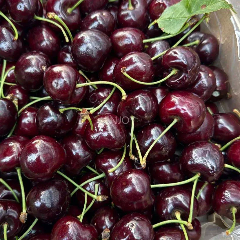 【当季热卖】智利海运黑车厘子JJDD太平洋红车厘子一箱净果5斤内附果径卡太平洋红智利共和国