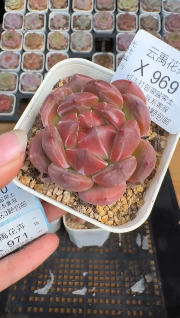 969X 珍妮多肉(6.5cm杯）一物一拍 带盆土发