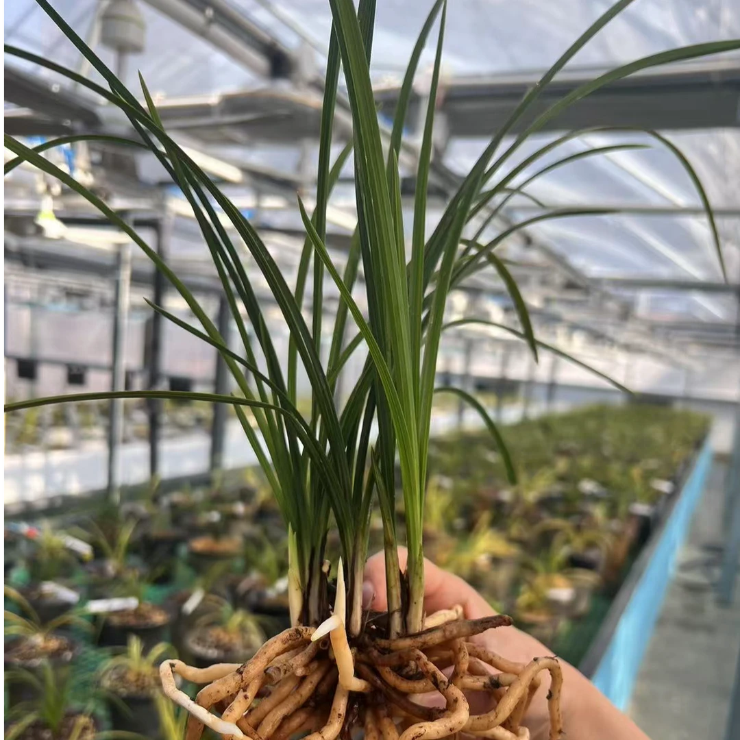 名贵兰花苗蕙兰带花苞清幽浓香味花卉绿植盆栽办公室内阳台客厅