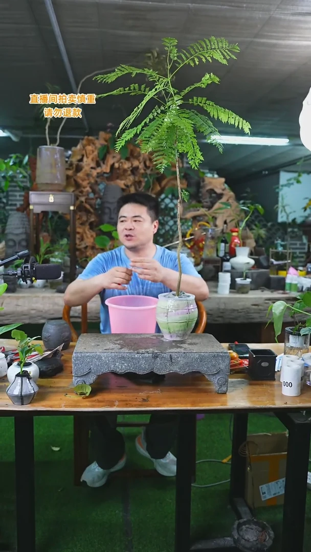 当前无花栽培后可以开花蓝花楹17