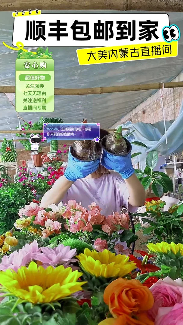 完全开放点姐三盆朱顶红