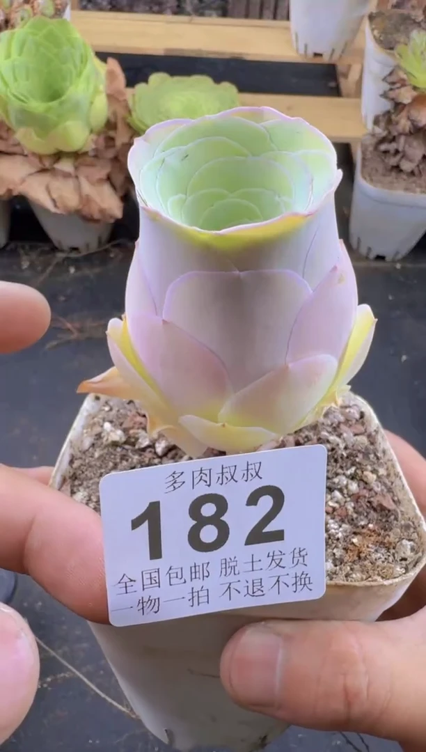 山地玫瑰 酒杯--182