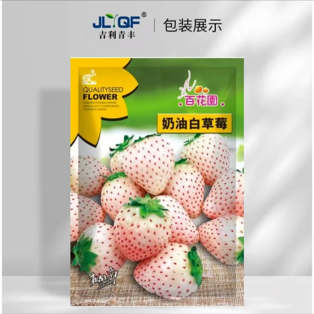 白草莓种子阳台盆栽田园种植