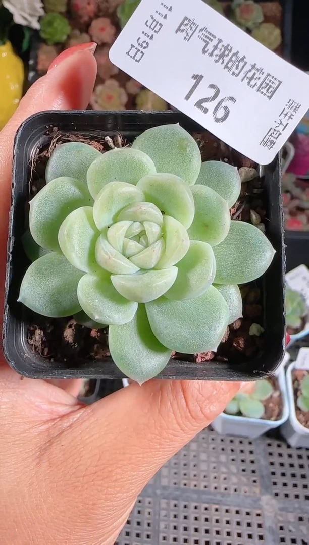 1119-126冰心10群生不包整