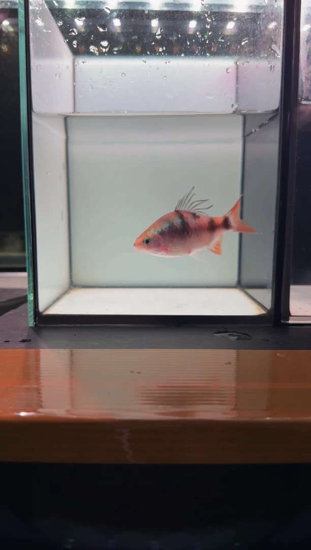 海水鱼红尾绿荧光