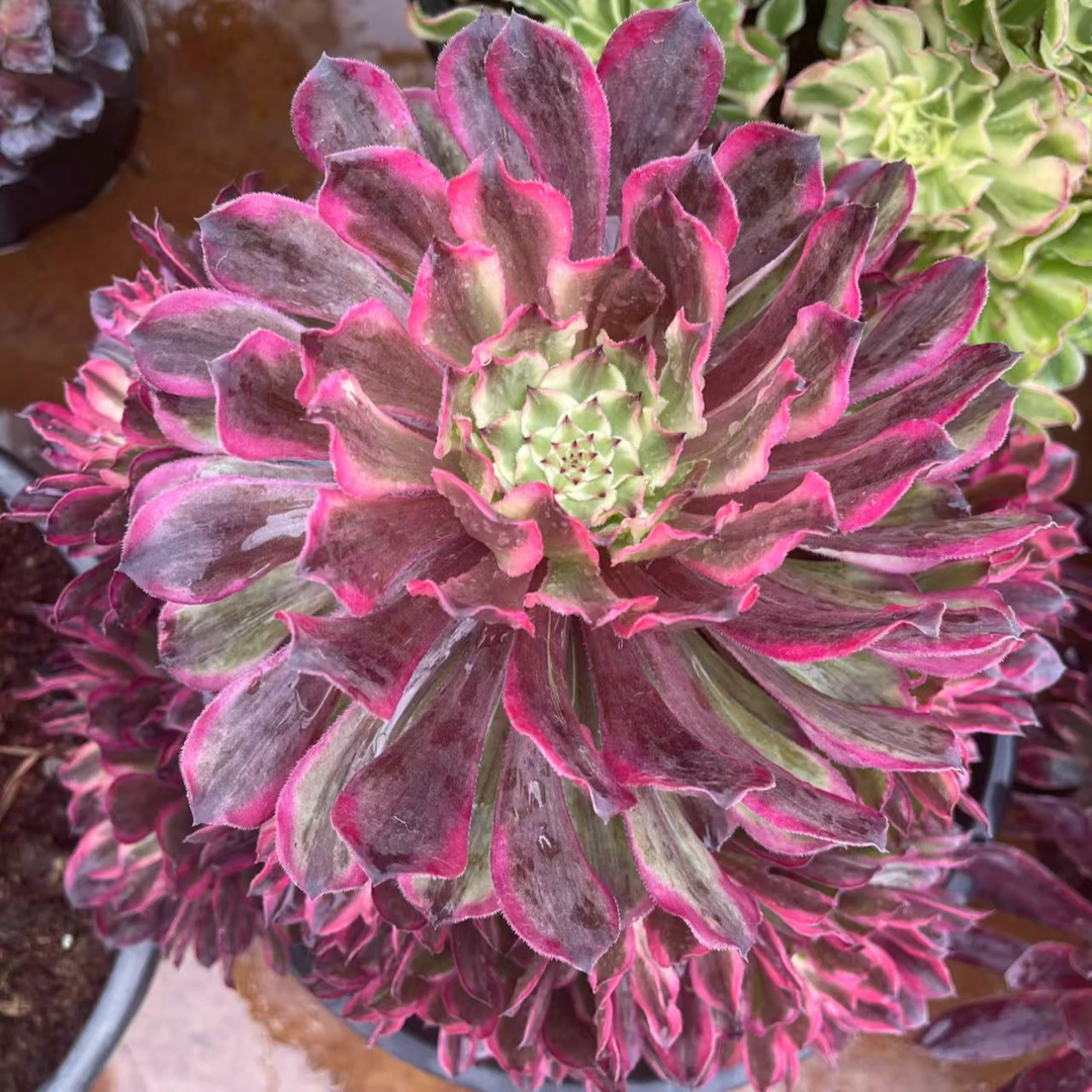 云南会员升级链接法师多肉