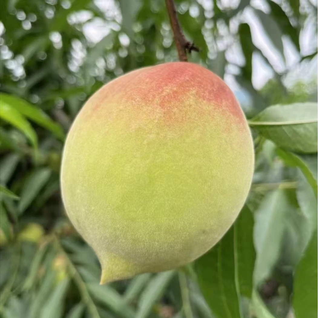 药山鹰嘴桃顺丰包邮现摘脆甜多汁时令津市市鹰嘴桃基地