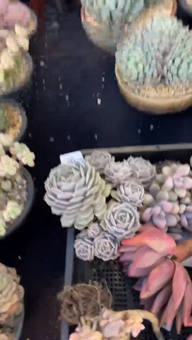 【闪购商品】913露娜莲群生