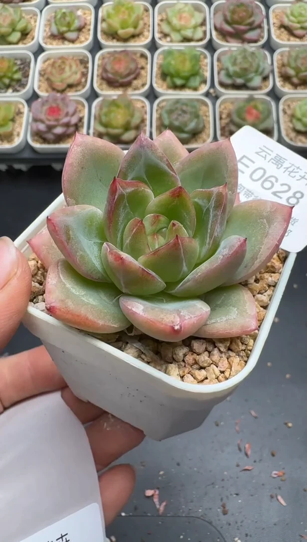628E云禹多肉植物 带盆土纸巾打包 3颗包邮