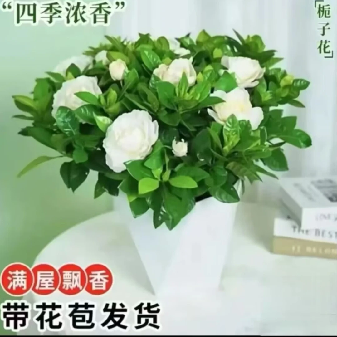 A【带花苞】正宗栀子花浓香型盆栽花卉室内植物四季净化空气好养活